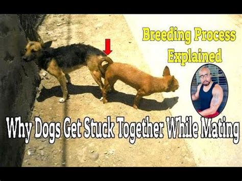 dogs breeding stuck together